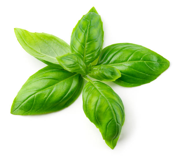 istock Basil isolated. Basil leaf on white. Basil leaves top view. Full depth of field. 1270279002