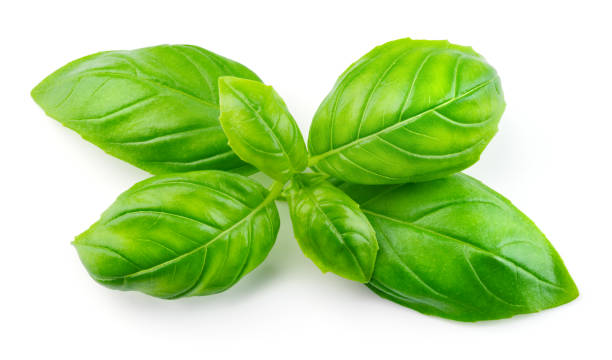 istock Basil isolated. Basil leaf on white. Basil leaves top view. Full depth of field. 1270279004