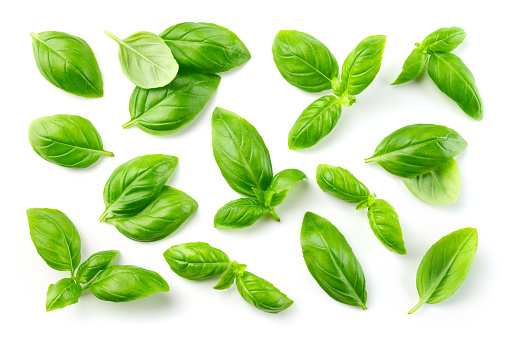 Basil isolated. Basil leaf on white. Basil leaves top view set.