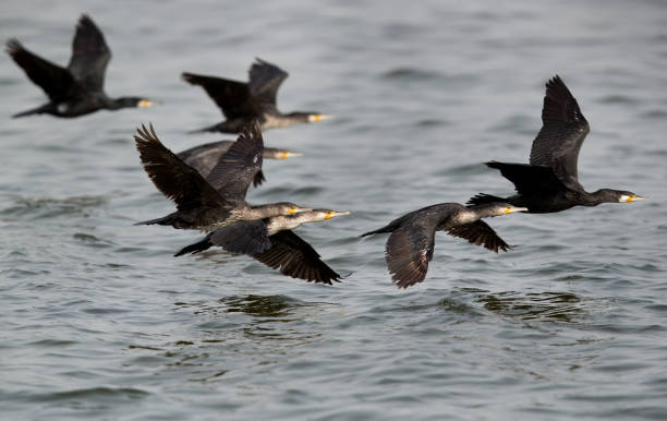 istock A flock of Great Cormorants in flight,, Eker, Bahrain 1270279134