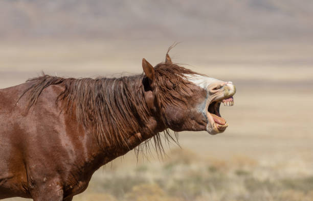 istock Wild Horse in the Utah Desert 1270279817
