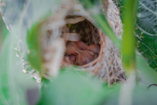 ньюбиорд аши приния не гнездится в гнезде. - dependency animal nest robin bird стоковые фото и изображения