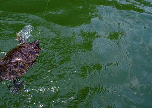 Flailing its legs frantically, water splashes and swirles as this unwary snapping turtle pulls against the fisherman's reeling line at lake Eucha in Oklahoma. The turtle was released unharmed. Bokeh