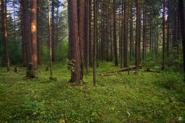 istock Forest closeup, beautiful summer landscape, sunlight shines through branches, trees with shadows. 1270282885