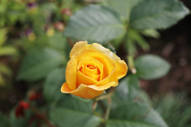 istock beautiful  rose in the garden 1270283107