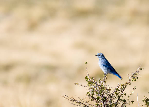istock Mountain Bluebirds on the Mountain 1270284066