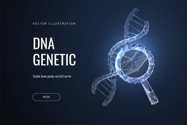 DNA analysis icon, genetics testing. dna chain in magnifying glass sign. genetic engineering, cloning, paternity testing. vector illustration Study DNA or Helix. Low poly wireframe style. Banner concept for biotech, science, medicine. Technology and innovation in genetic engineering. Polygonal abstract isolated on dark background. Vector paternity stock illustrations