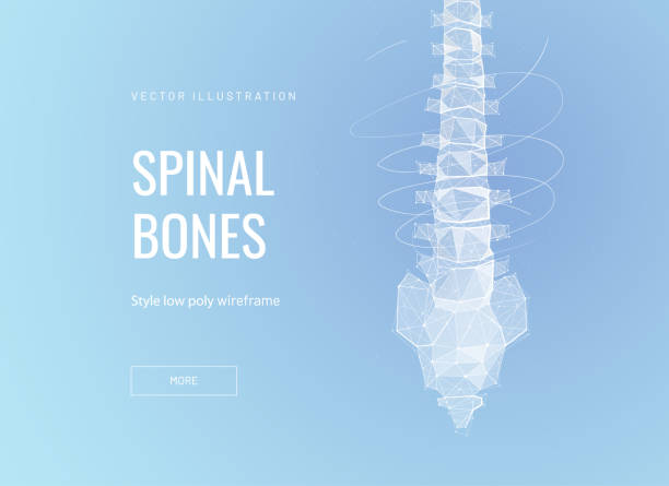 ilustrações, clipart, desenhos animados e ícones de ossos espinhais, lombos baixo poly wireframe modelo de página de pouso - human vertebra