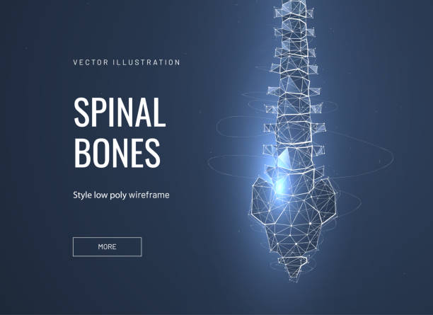 illustrazioni stock, clip art, cartoni animati e icone di tendenza di ossa spinali, vertebra basso poli wireframe modello pagina di destinazione - human vertebra