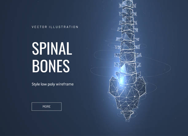 ilustrações, clipart, desenhos animados e ícones de ossos espinhais, modelo de página de aterrissagem de polirferes de vértebra baixa - human vertebra