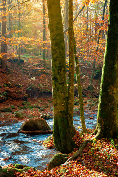 istock trees on the bank on the mountain river 1270284955