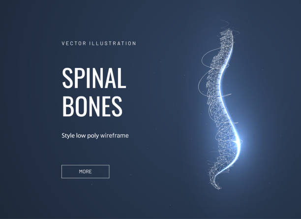 Spinal bones, vertebra low poly wireframe landing page template Spinal bones, vertebra low poly wireframe landing page template. Anatomical, biological web banner. 3d spine polygonal illustration. Skeleton part, bone joint mesh art homepage design layout spinous process stock illustrations