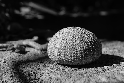 Hard shell or test of a sea urchin caught in Adriatic sea, clean without spikes, summer concept from Croatian coast, black and white image