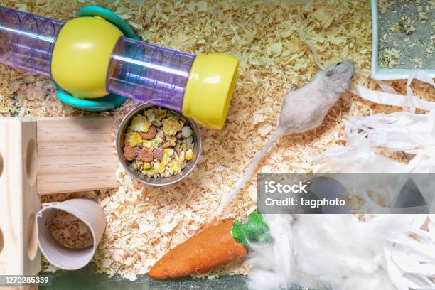 Pet Gerbil Playing With Cardboard Tube Inside A Cage Stock Photo - Download Image Now