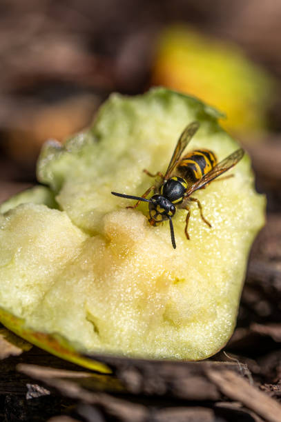 vespa jaqueta amarela comendo maçã doce que caiu da árvore e está em decomposição - rotting fruit wasp food - fotografias e filmes do acervo