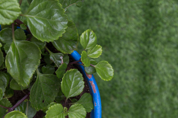 closeup of money plant viewed from above in a blue flowerpot on green grass