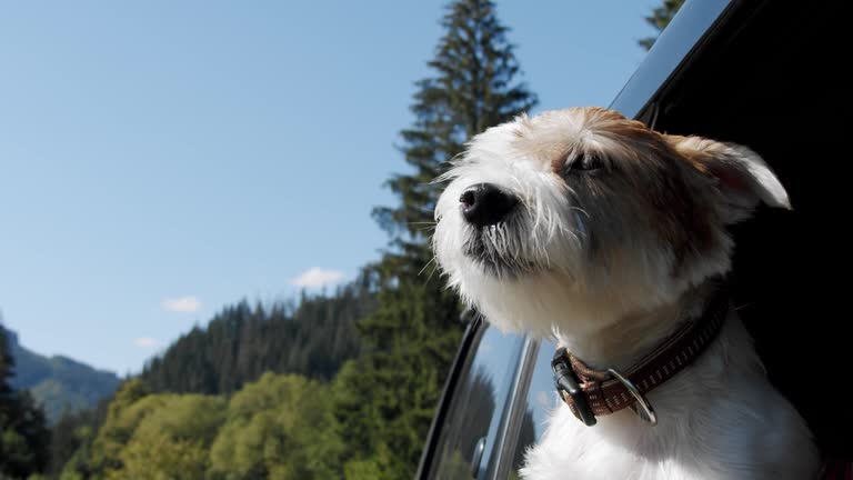 Jack Russell Terrier looks out the open window of the car. Close up Slow motion V3
