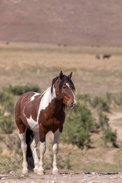 istock Wild Horse in the Utah Desert 1270287373