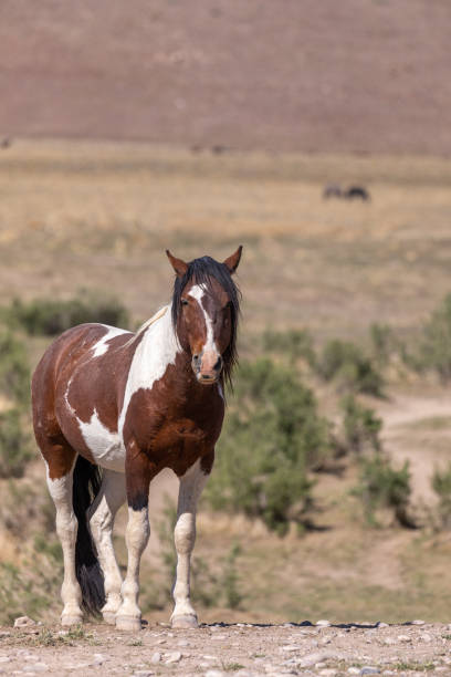 istock Wild Horse in the Utah Desert 1270287490