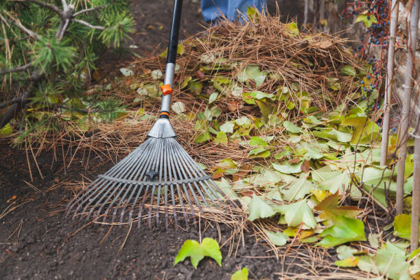 istock Metal rake collect fallen pine needles close-up 1270287768