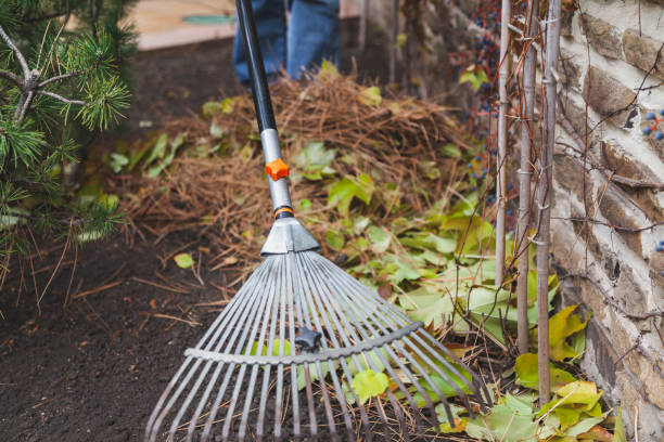 istock Metal rake collect fallen pine needles close-up 1270287791