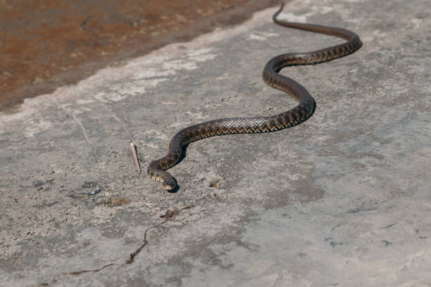 istock Big snake creeps on concrete 1270288394