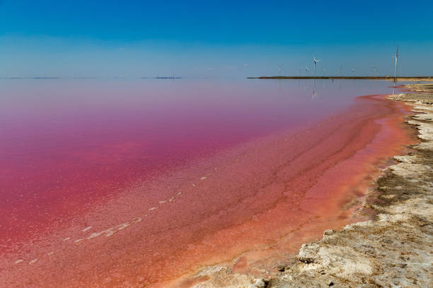 istock Beautiful pink lakes with salt water for treatment. 1270288468