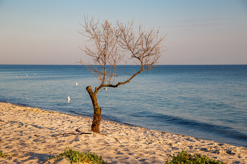 Un árbol solitario en la orilla del mar arenoso. Isla Dzharylgach.