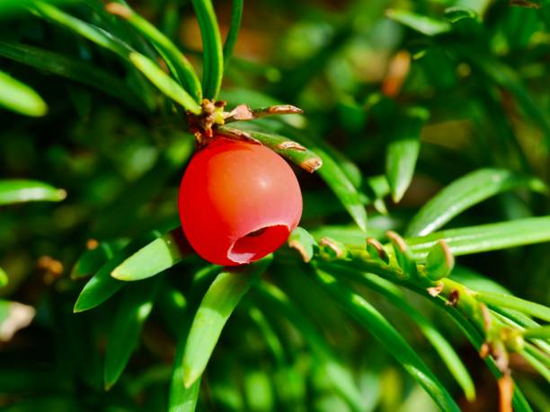 Red fruit of Taxus cuspidata. Taxus cuspidata, the Japanese yew or spreading yew, is a member of the genus Taxus. taxus cuspidata stock pictures, royalty-free photos & images