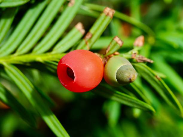 Red fruit of Taxus cuspidata. Taxus cuspidata, the Japanese yew or spreading yew, is a member of the genus Taxus. taxus cuspidata stock pictures, royalty-free photos & images