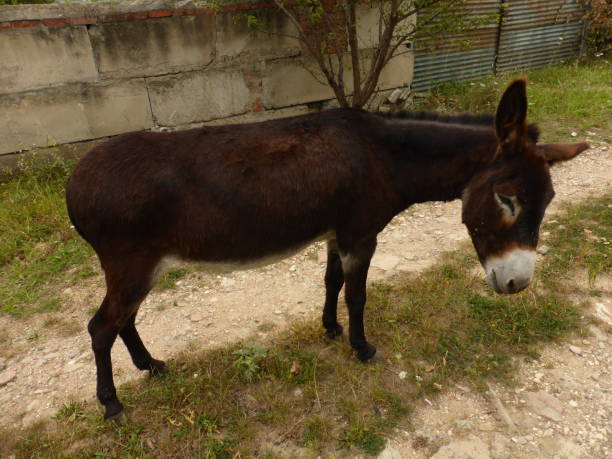 istock A small donkey, a donkey and young horses. 1270289535