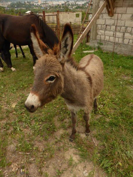 istock A small donkey, a donkey and young horses. 1270289626