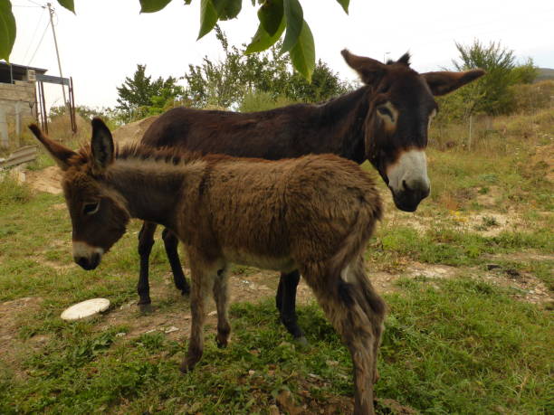 istock A small donkey, a donkey and young horses. 1270289687