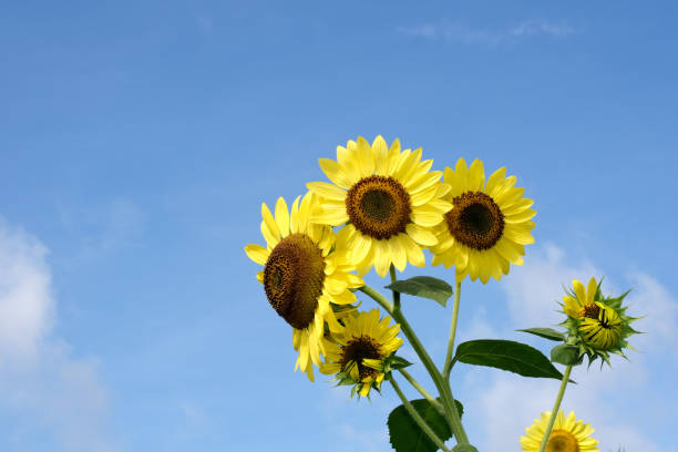 istock Sunflowers against a blue sky 1270289914