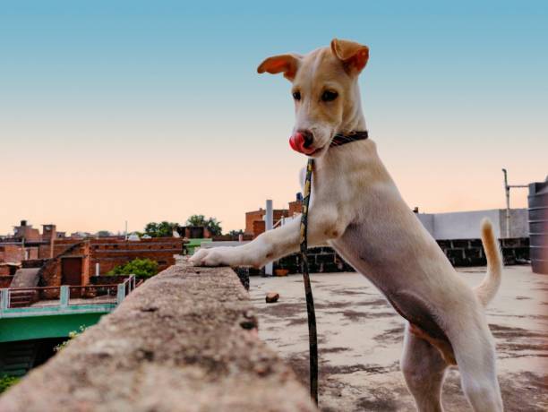 Portrait of a white puppy i
