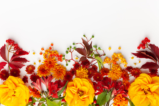 Autumn composition with flowers, leaves and berries on white background. Flat lay, copy space.