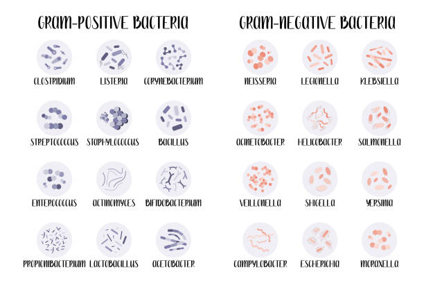 грамположительных и грамотрицательных бактерий.  классификация бактерий, разный род. морфология. микробиол�огии. векторная плоская иллюстр - стрептококк stock illustrations