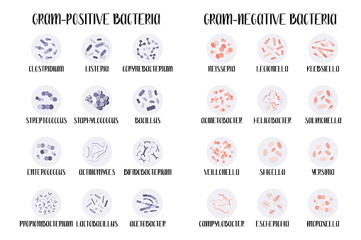 Gram-positive and gram-negative bacteria.  Bacteria classification, different genus. Morphology. Microbiology. Vector flat illustration, isolated on white