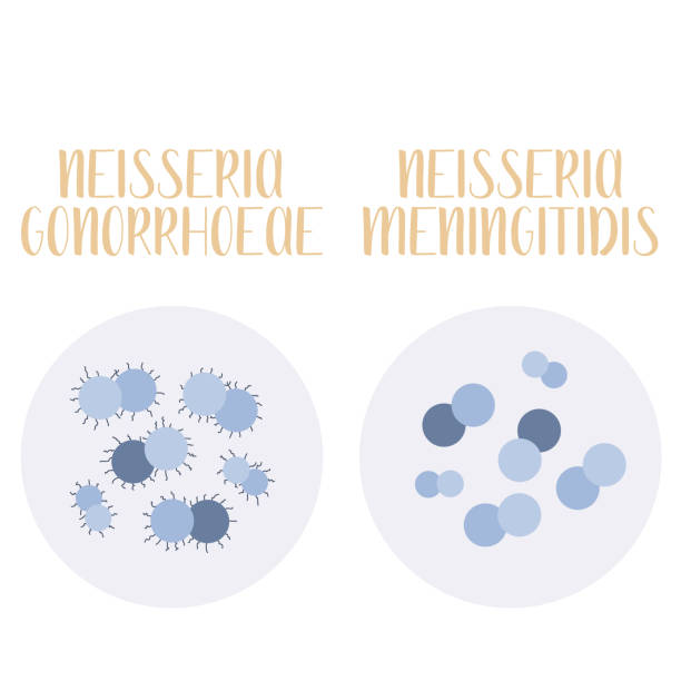 ilustrações, clipart, desenhos animados e ícones de neisseria gonorrhoeae, neisseria meningitidis, patógeno. bactérias esféricas e gram-negativas. morfologia. microbiologia. ilustração plana vetorial - meningite