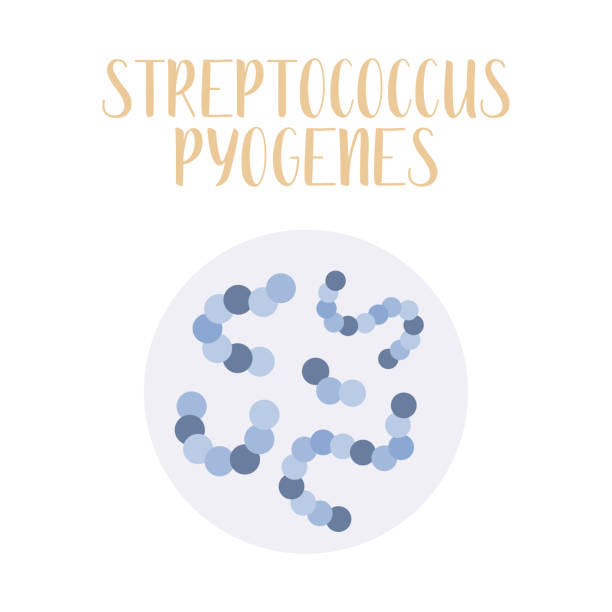 Streptococcus Pyogenes Examples 370+ Streptococcus Pyogenes Stock Photos, Pictures & Royalty-Free ...