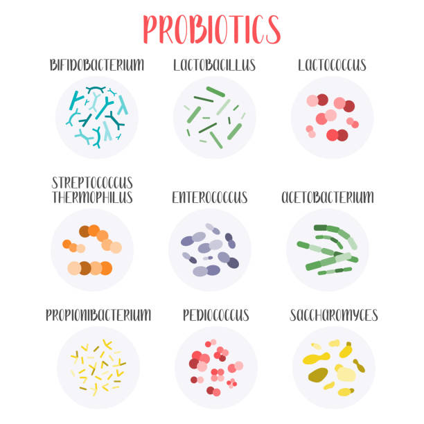 専用 yuuki様ご確認用 Bacteria OMG Leonids 専用 yuuki様ご確認用 Bacteria OMG Leonids