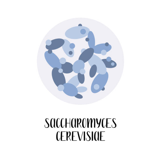 Saccharomyces cerevisiae. Baker's yeast. Used for winemaking, baking, brewing, probiotics. Morphology. Microbiology. Vector flat illustration Saccharomyces cerevisiae. Baker's yeast. Used for winemaking, baking, brewing, probiotics. Morphology. Microbiology. Vector flat illustration, isolated on white yeast cells stock illustrations