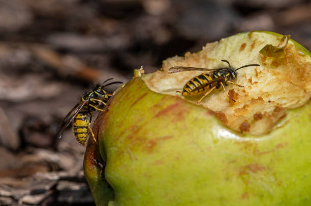 vespa jaqueta amarela comendo maçã doce que caiu da árvore e está em decomposição - rotting fruit wasp food - fotografias e filmes do acervo