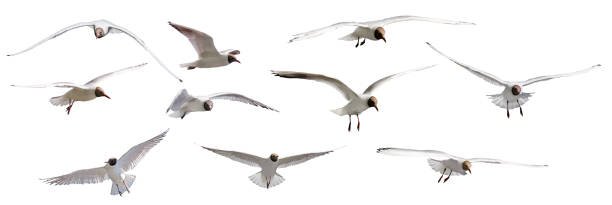 istock isolated ten gulls with black head in flight 1270292979