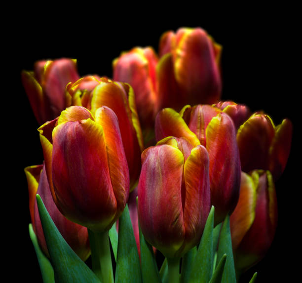istock red and yellow tulips isolated on black background 1270293540