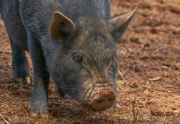 varkens in een landbouwgebied op een landbouwbedrijf in de v.s. - hangbuikzwijn stockfoto's en -beelden