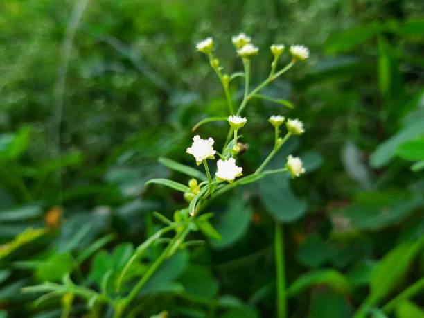 istock Beautiful green plant with bright white flowers 1270294073