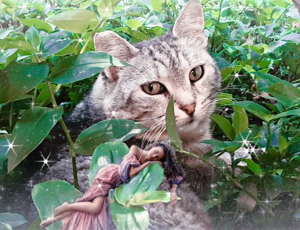 istock Beauty sleeping on the cat 1270294933