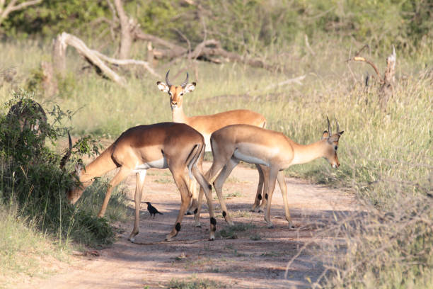 istock Thornybush Nature Reserve, South Africa 1270296665