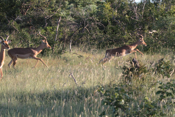 istock Thornybush Nature Reserve, South Africa 1270296708